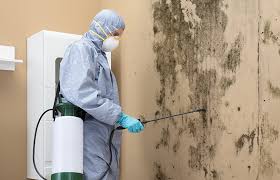 Why You Should Choose Our Mold Remediation Services in Springtown, TX